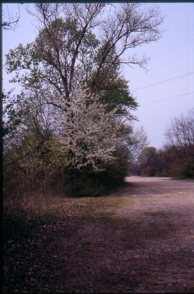 File:4. Terza pista della Todt, con biancospino in fiore.jpg